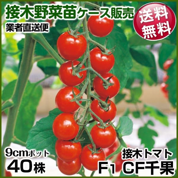 野菜苗ケース販売 トマト 接木F1CF千果 1ケース(40株入) 送料無料 /業者直送便