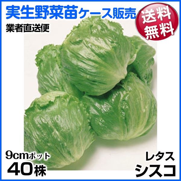 野菜苗ケース販売 レタス シスコ 1ケース(40株入) 送料無料 /業者直送便