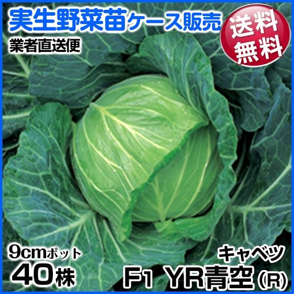 野菜苗ケース販売 キャベツ F1YR春空R 1ケース(40株入) 送料無料 /業者直送便