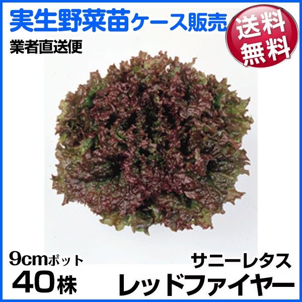 野菜苗ケース販売 サニーレタス(赤） レッドファイヤー 1ケース(40株入) 送料無料 /業者直送便