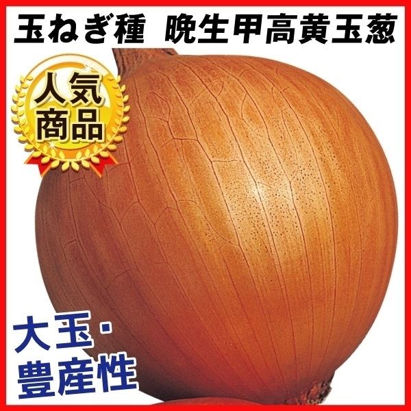種 野菜たね タマネギ 晩生甲高黄玉葱 1袋(5ml)