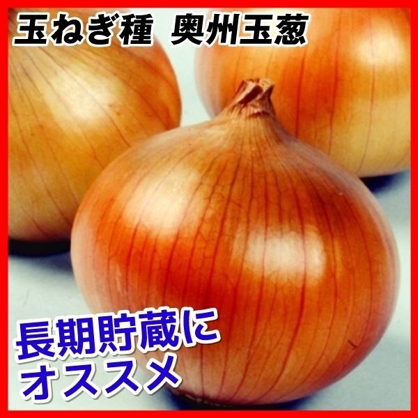 種 野菜たね タマネギ 奥州玉葱 1袋(5ml)