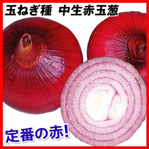 種 野菜たね タマネギ 中生赤玉葱 1袋(3ml)