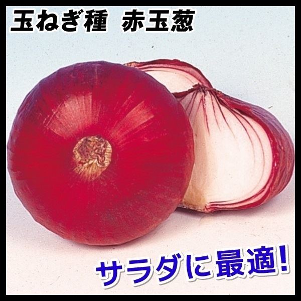 種 野菜たね タマネギ 赤玉葱 1袋(3ml)