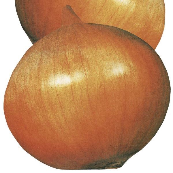 種 野菜たね タマネギ 丸型大球 1袋(5ml)