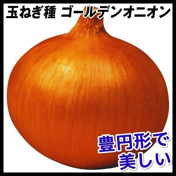種 野菜たね タマネギ ゴールデンオニオン 1袋(4ml)