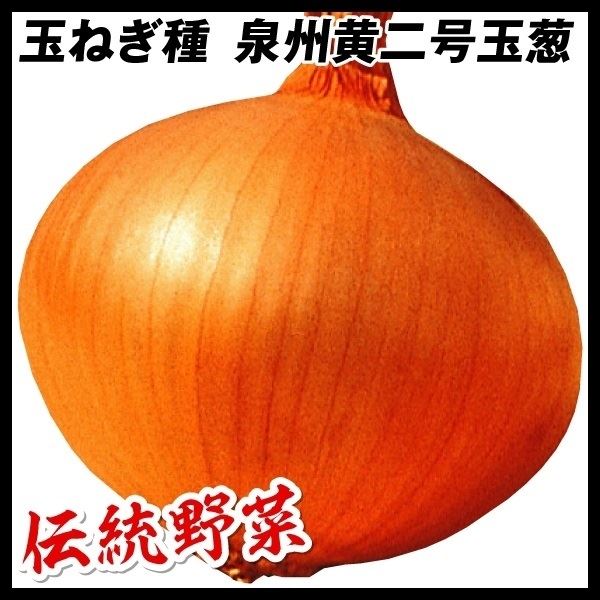 種 野菜たね タマネギ 泉州黄二号玉葱 1袋(3ml)