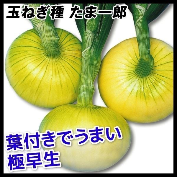 種 野菜たね タマネギ たま一郎 1袋(2ml)
