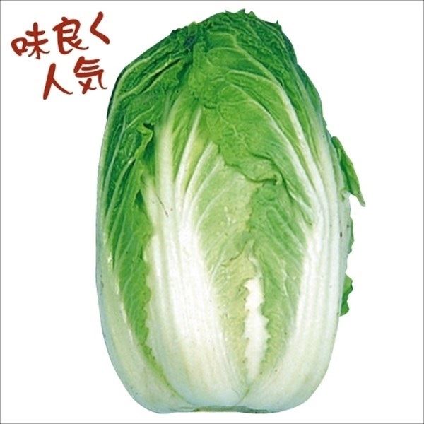 種 野菜たね ハクサイ 京都三号白菜 1袋(5ml)