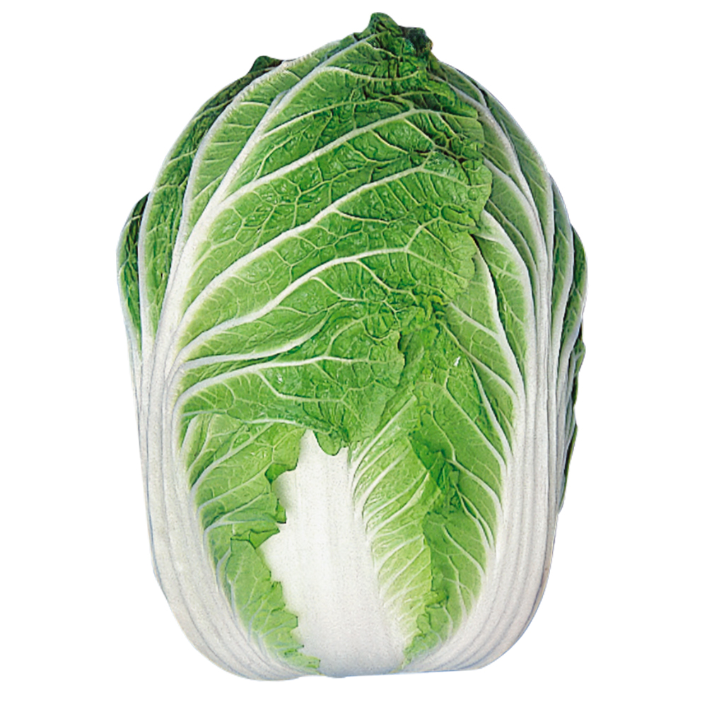 種 野菜たね ハクサイ 宮城白菜 1袋(3ml)