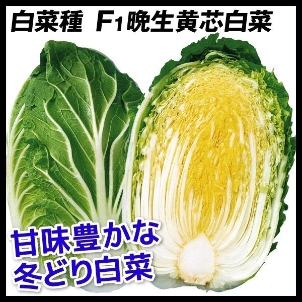 種 野菜たね ハクサイ F1晩生黄芯白菜 1袋(2ml)