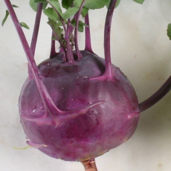 種 野菜たね キャベツ 紫コールラビー甘藍 1袋(2ml)
