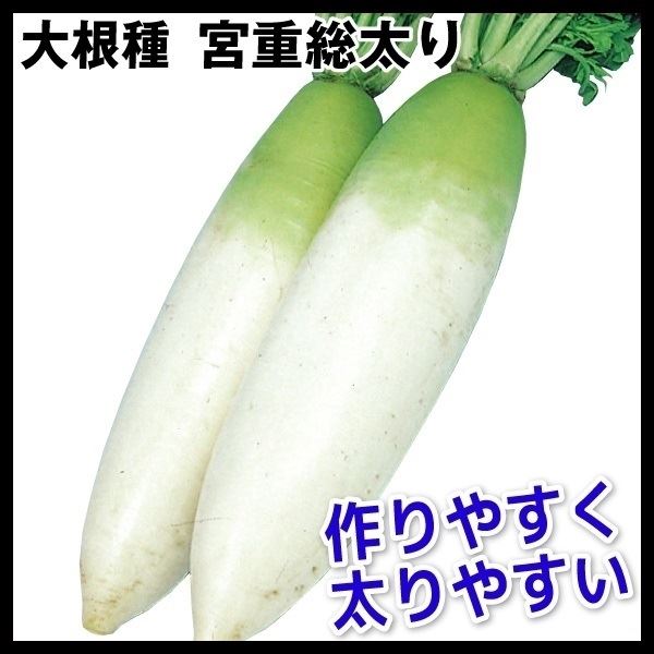 種 野菜たね ダイコン 宮重総太り 1袋(10ml)