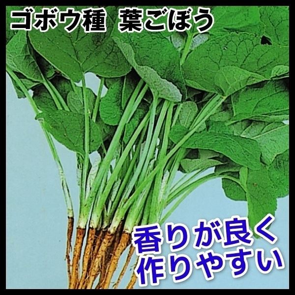 種 野菜たね ゴボウ 葉ごぼう 1袋(5ml)