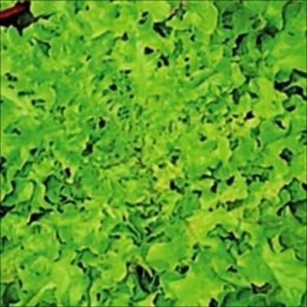 種 野菜たね レタス オークリーフ 1袋(2ml)
