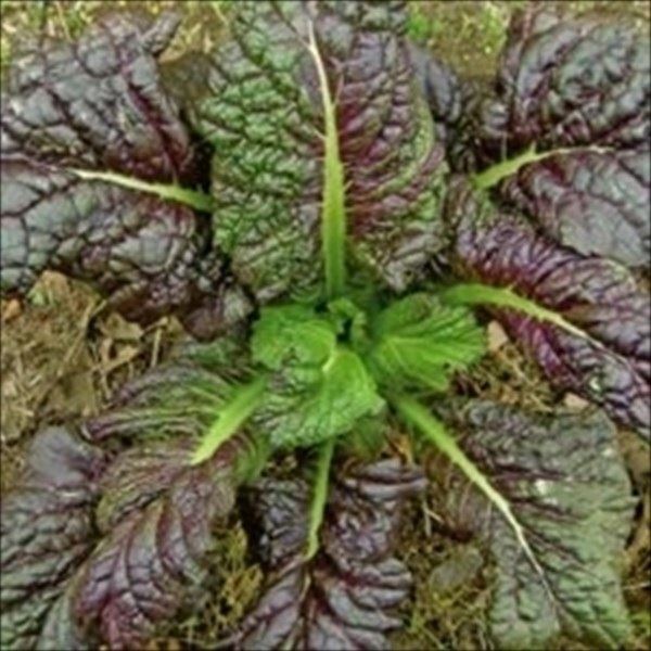 種 野菜たね 菜類 紫縮緬大葉高菜 1袋(4ml)