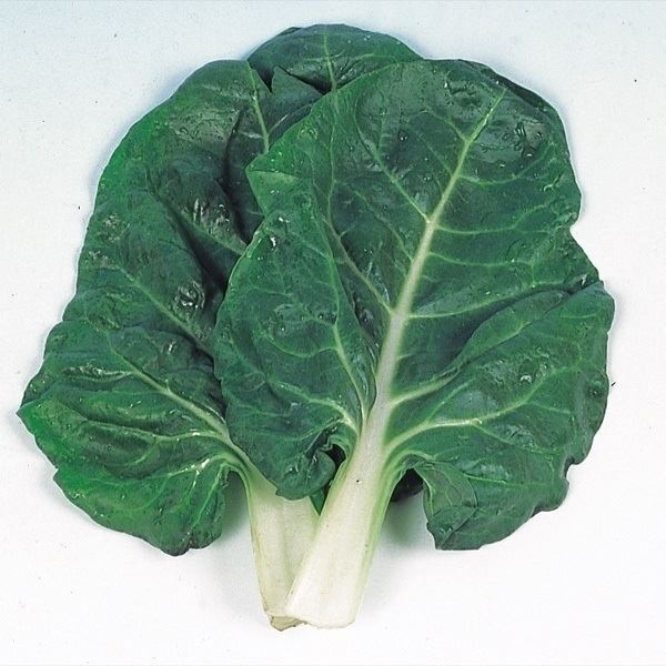 種 野菜たね 菜類 うまい菜 1袋(15ml)