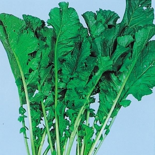 種 野菜たね 菜類 葉からし菜 1袋(6ml)