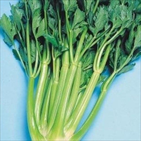 種 野菜たね 菜類 セルリー 1袋(3ml)