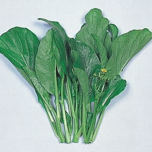 種 野菜たね 中国野菜 サイシン 1袋(5ml)
