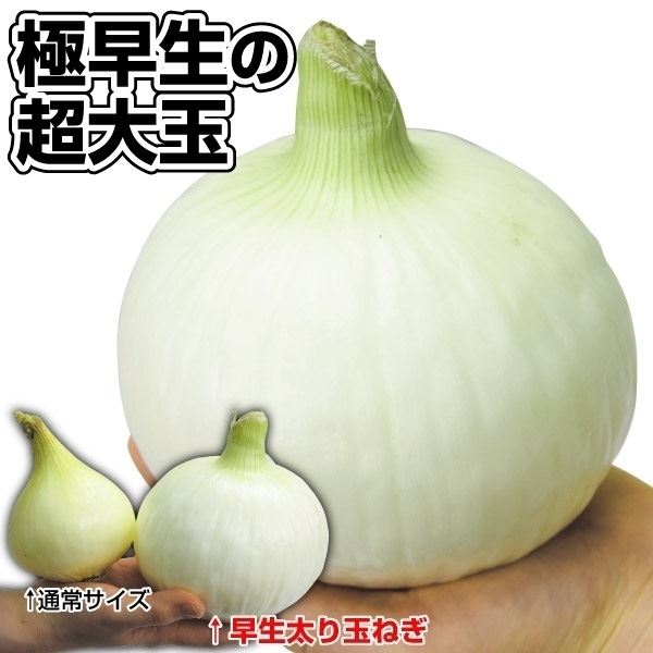 種 野菜たね タマネギ 早生太り玉葱 1袋(4ml)