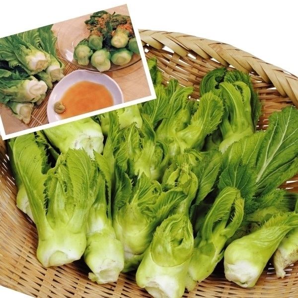 種 野菜たね 菜類 大型からし菜 つぼみっ娘 1袋（コート種子 200粒）