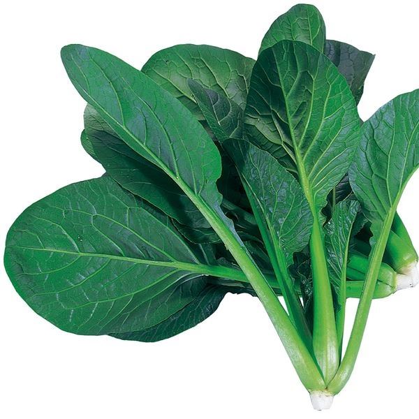 種 野菜たね 菜類 F1サラダ小松菜 1袋(10ml)