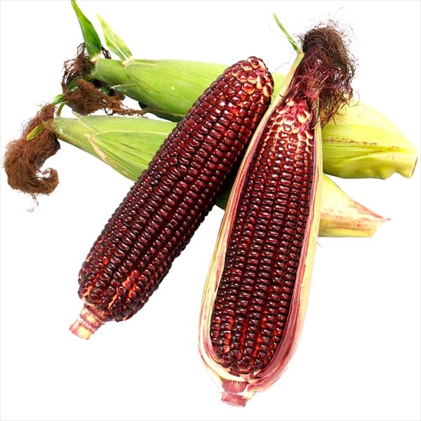 耐寒性トウジュロヤシ【-12度❗️唐棕櫚】最強ヤシ1本 トウジュロ（唐