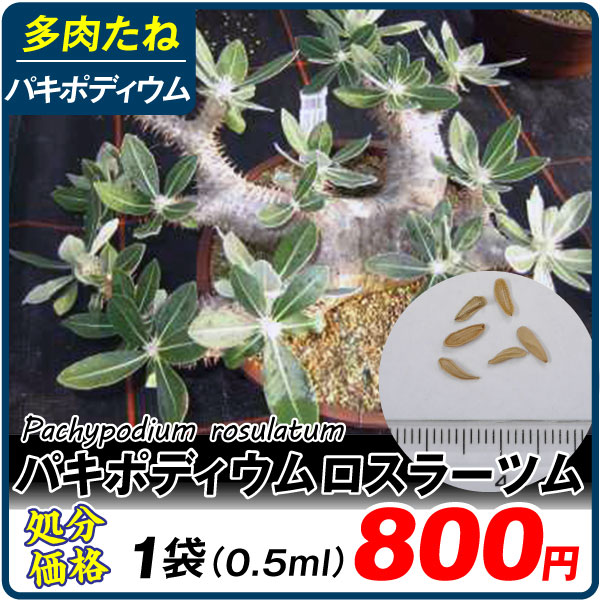 多肉植物 たね パキポディウム・ロスラーツム 1袋（0.5ml） [在庫処分価格]