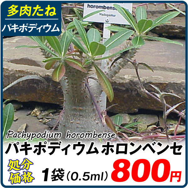 多肉植物 たね パキポディウム・ホロンベンセ 1袋（0.5ml）[在庫処分価格]