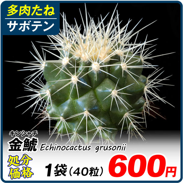 多肉植物 たね サボテン 金鯱 1袋（40粒）[在庫処分価格]