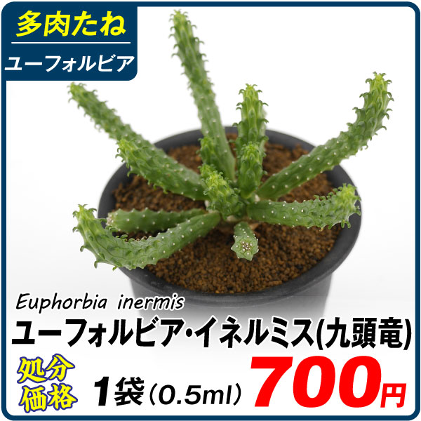 多肉植物 たね 九頭竜 ユーフォルビア イネルミス 1袋（0.5ml）[在庫処分価格]