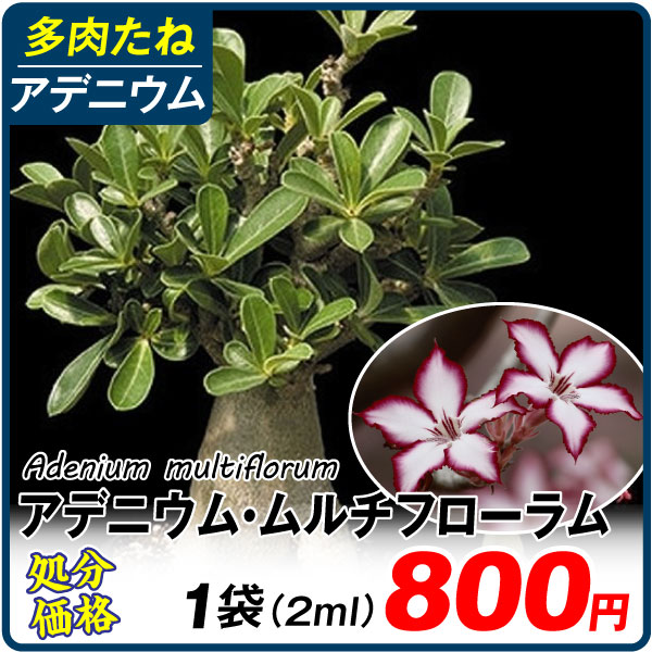 多肉植物 たね アデニウム ムルチフローラム 1袋 (2ml) [在庫処分価格]