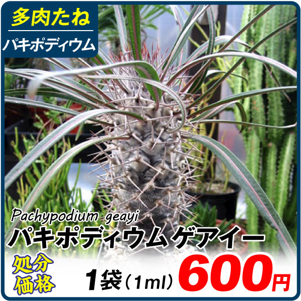 多肉植物 たね パキポディウム・ゲアイー 1袋 (1ml) [在庫処分価格]