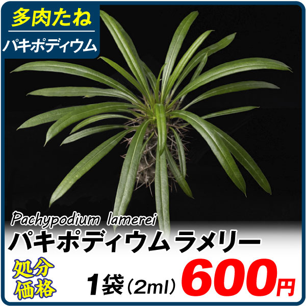 多肉植物 たね パキポディウム・ラメリー 1袋 (2ml) [在庫処分価格]