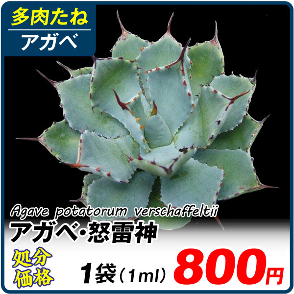 多肉植物 たね アガベ・ポタトルム・ベルシャフェルティー 怒雷神 1袋 (1ml) [在庫処分価格]