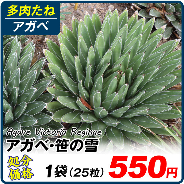 多肉植物 たね アガベ・ビクトリア・レジーナ 笹の雪 1袋 (25粒) [在庫処分価格]