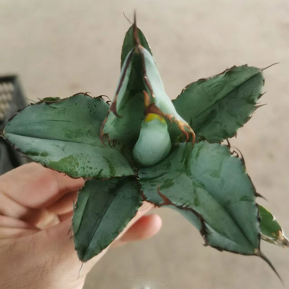 アガベ チタノタ 藍鯨（1株）抜き苗 7～10cm らんげい 中国苗