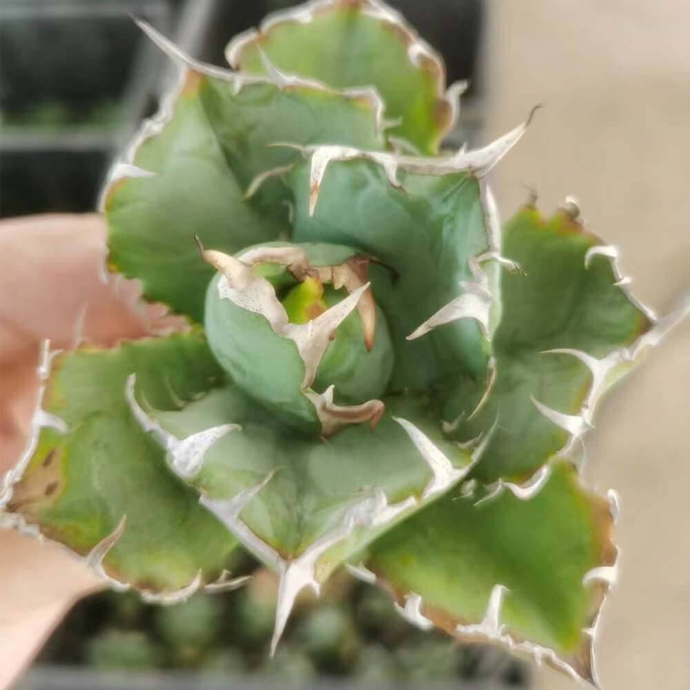 アガベ チタノタ 白鯨（1株）抜き苗 8～10cm はくげい 中国苗