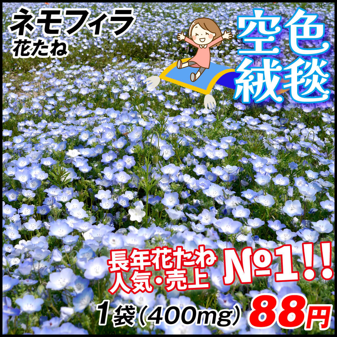 ネモフィラ