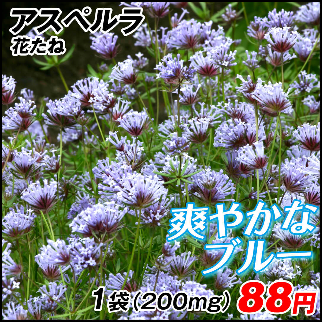 アスペルラ ブルー