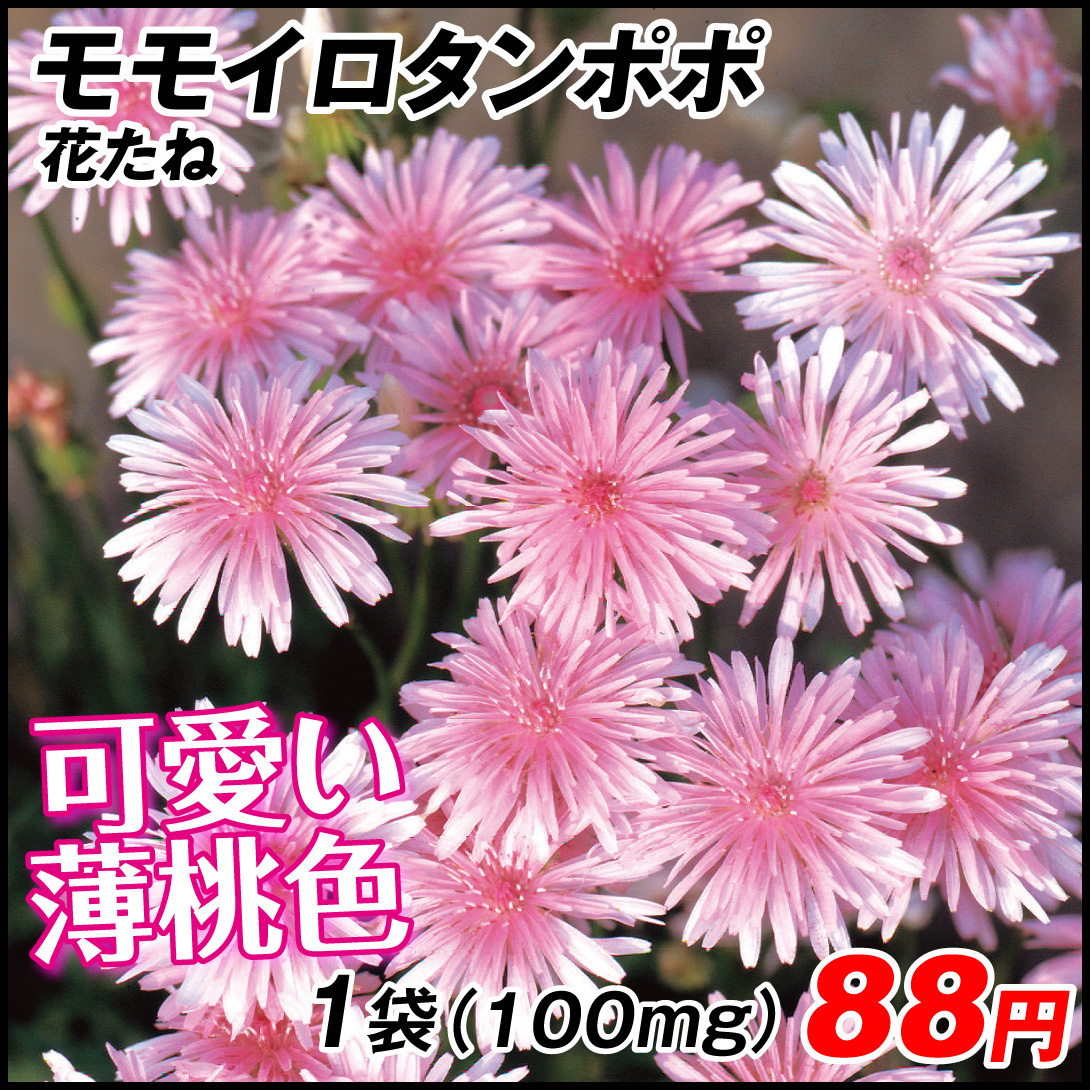 種 花たね モモイロタンポポ 1袋(100mg)