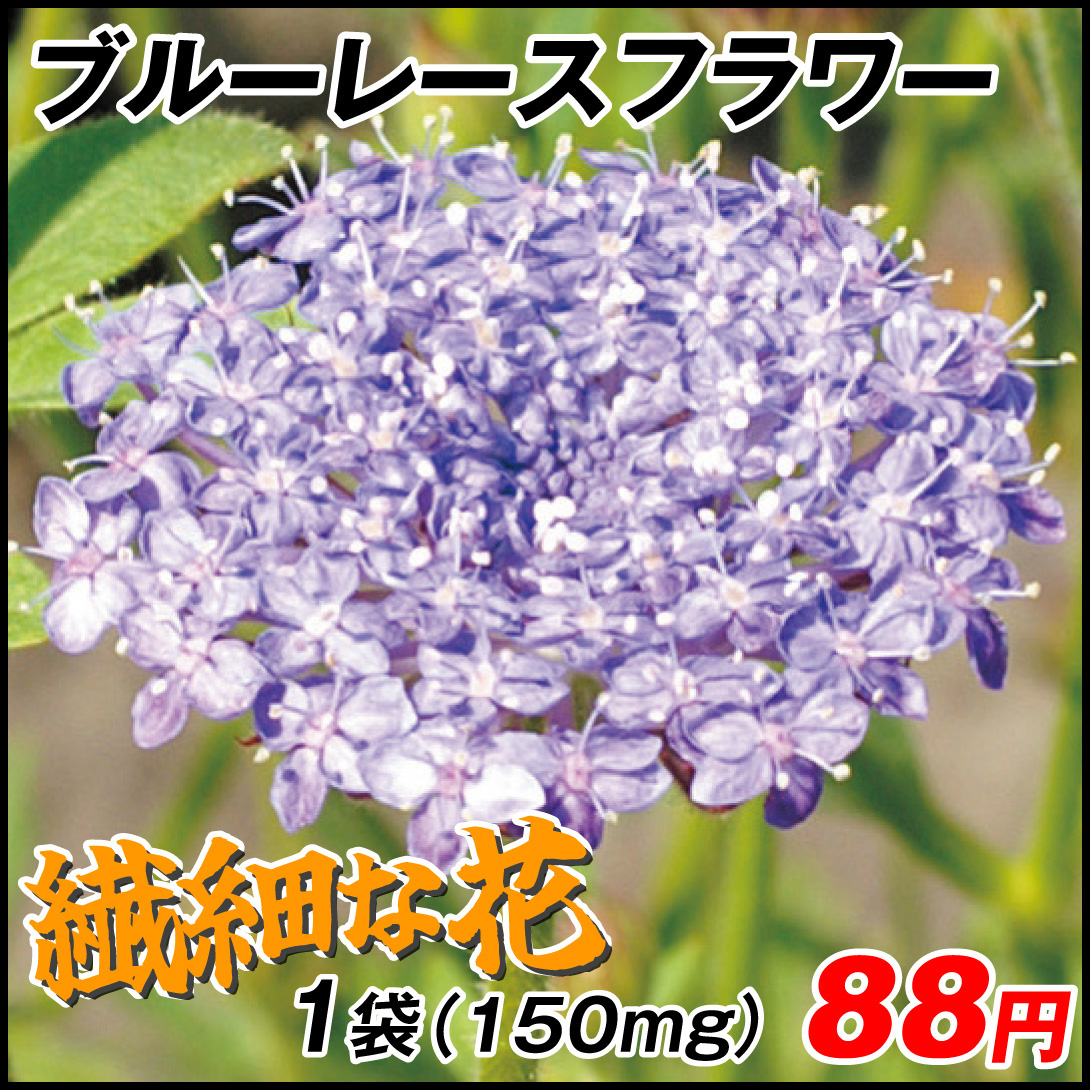 種 花たね ブルーレースフラワー 1袋(150mg)
