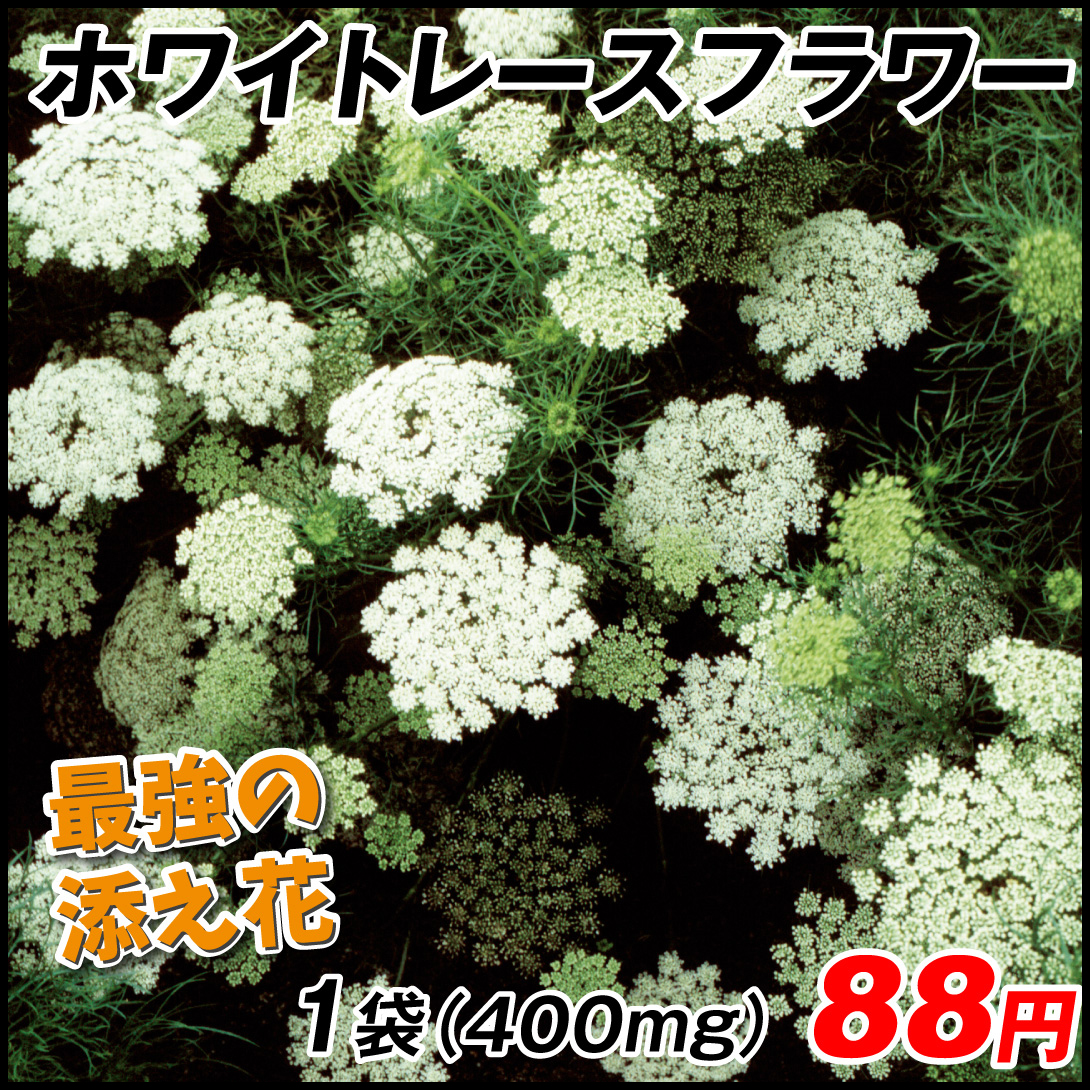 種 花たね ホワイトレースフラワー 1袋(400mg)