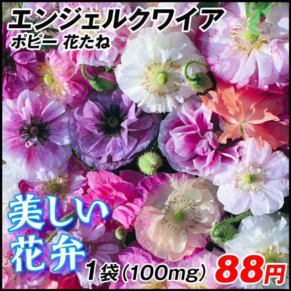 ポピー エンジェルクワイア