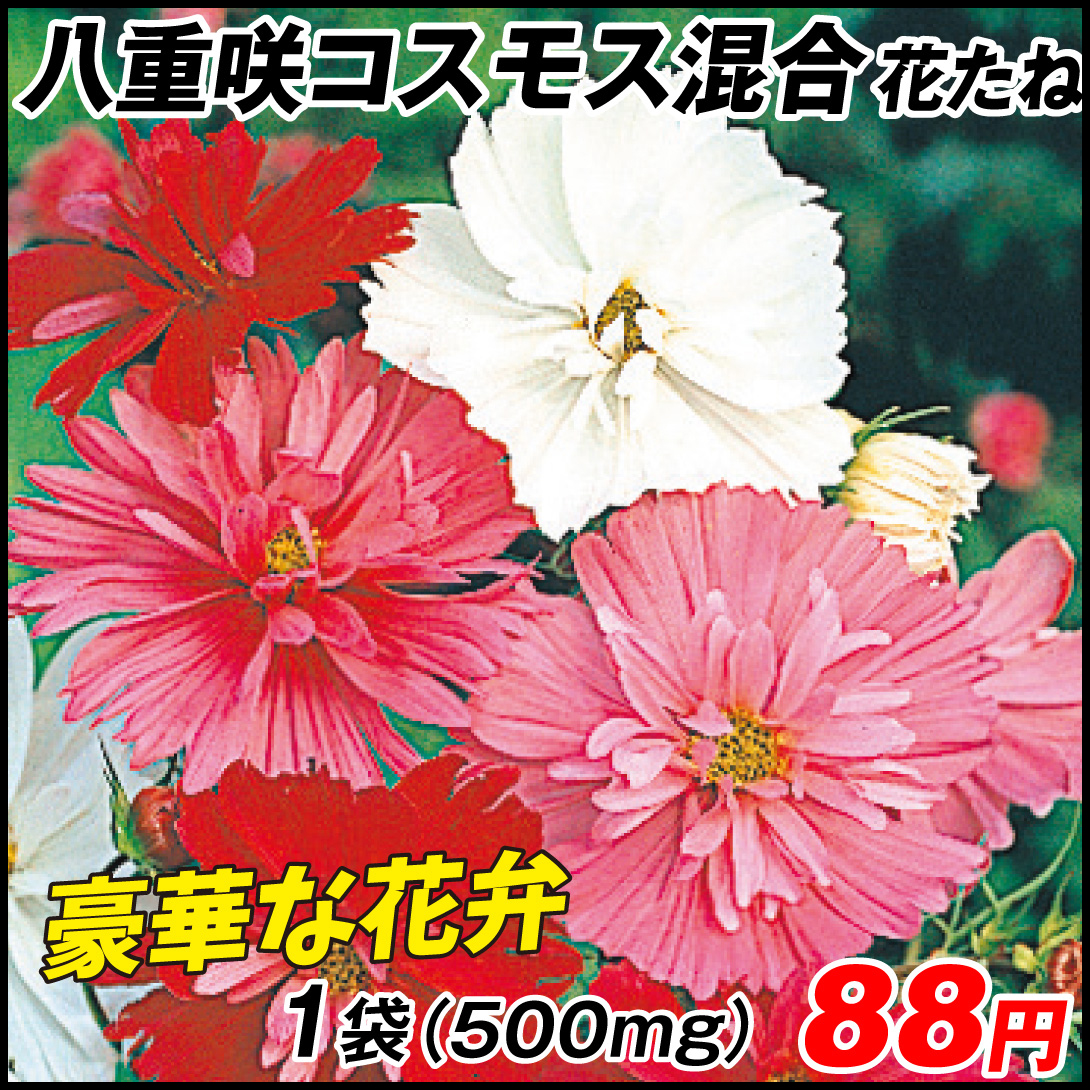 種 花たね コスモス 八重咲コスモス混合 1袋(500mg)