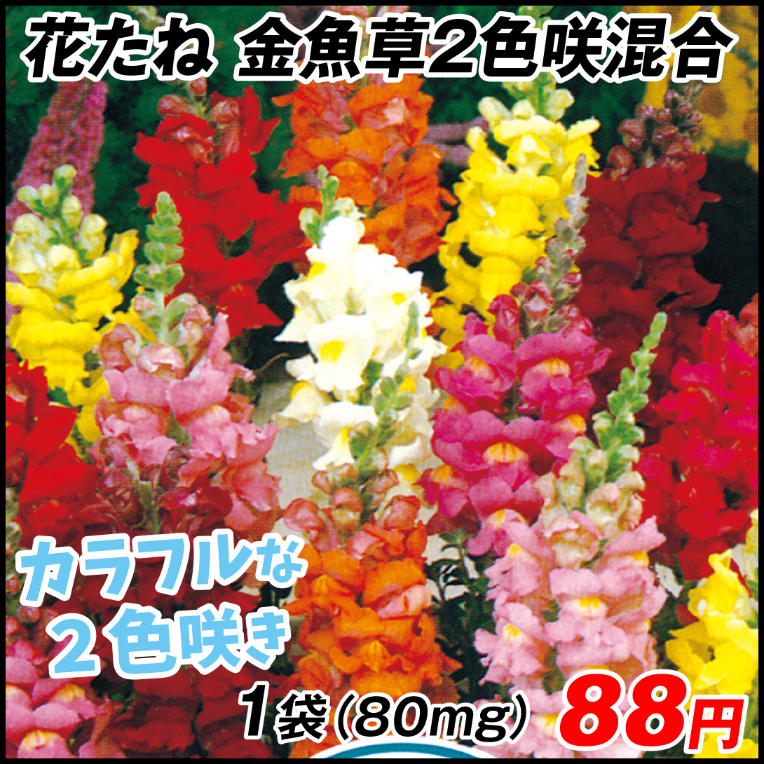 種 花たね 金魚草2色咲ミックス 1袋(80mg)