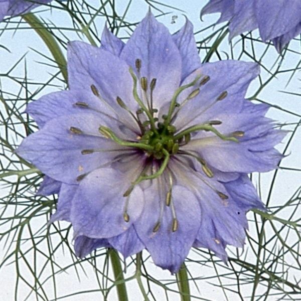 種 花たね ニゲラ ブルー 1袋(1000mg)