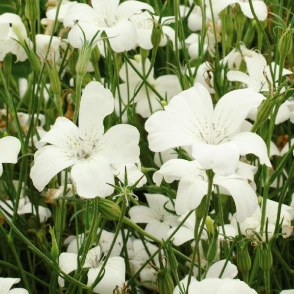 種 花たね アグロステンマ ホワイト 1袋(500mg)