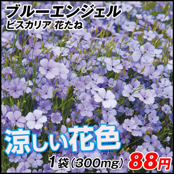 種 花たね ビスカリア ブルーエンジェル 1袋(300mg)